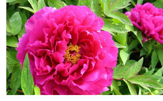 精選進(jìn)口原料