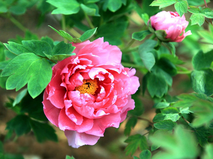 菏澤牡丹的歷史淵源